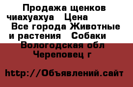 Продажа щенков чиахуахуа › Цена ­ 12 000 - Все города Животные и растения » Собаки   . Вологодская обл.,Череповец г.